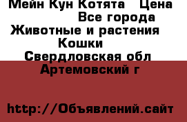 Мейн Кун Котята › Цена ­ 15 000 - Все города Животные и растения » Кошки   . Свердловская обл.,Артемовский г.